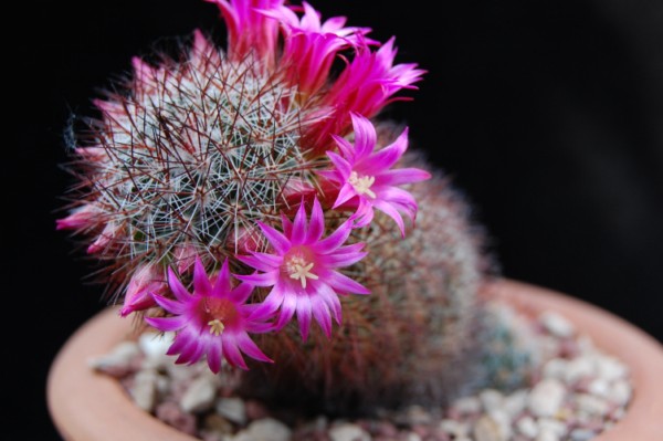 Mammillaria centraliplumosa 