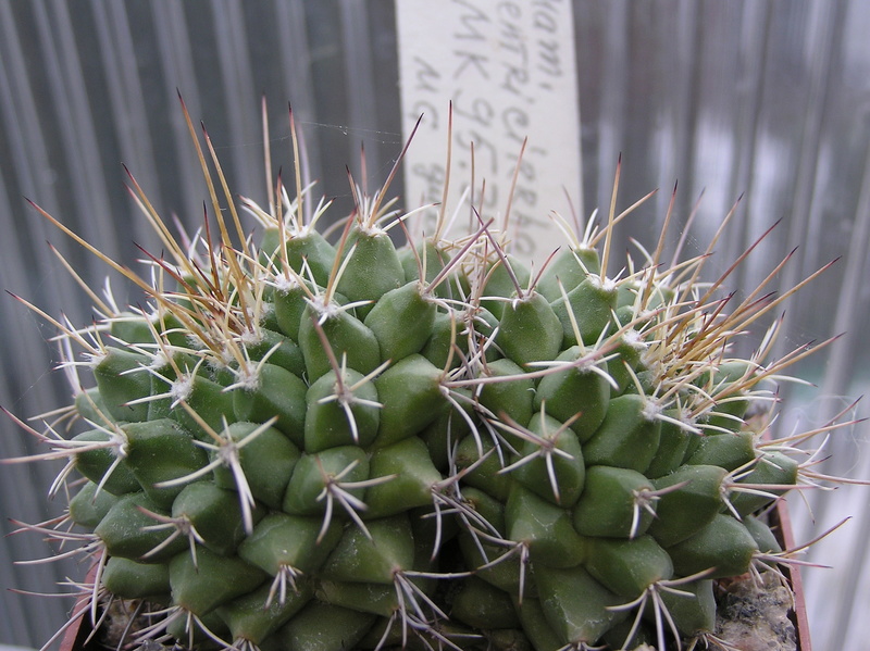 Mammillaria centricirrha MK 95.348