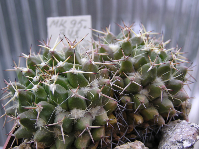 Mammillaria centricirrha MK 95.348