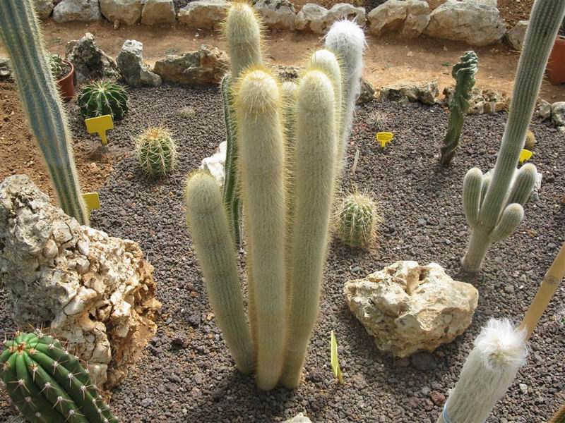 Cephalocereus dybowskii 