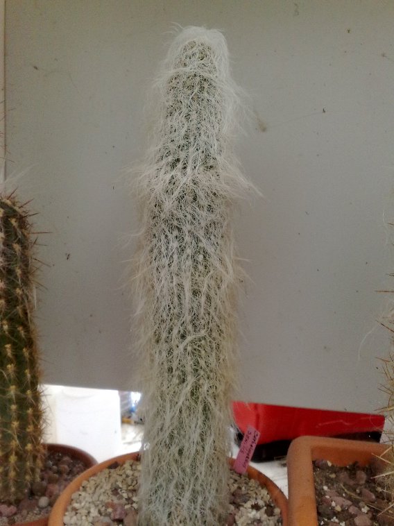 Cephalocereus senilis 