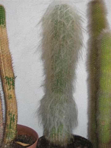 Cephalocereus senilis 