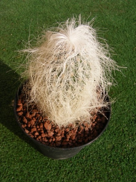 Cephalocereus senilis 