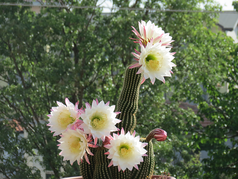 Trichocereus schickendantzii 