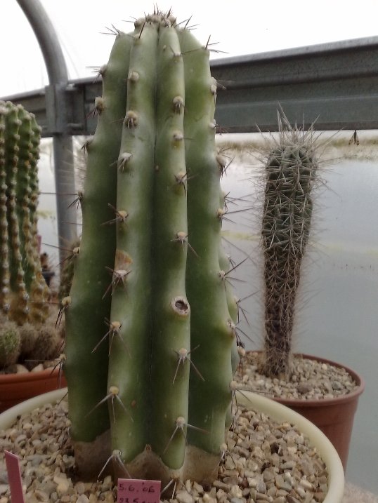 Cereus peruvianus 