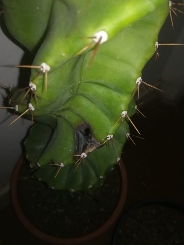 Cereus forbesii 