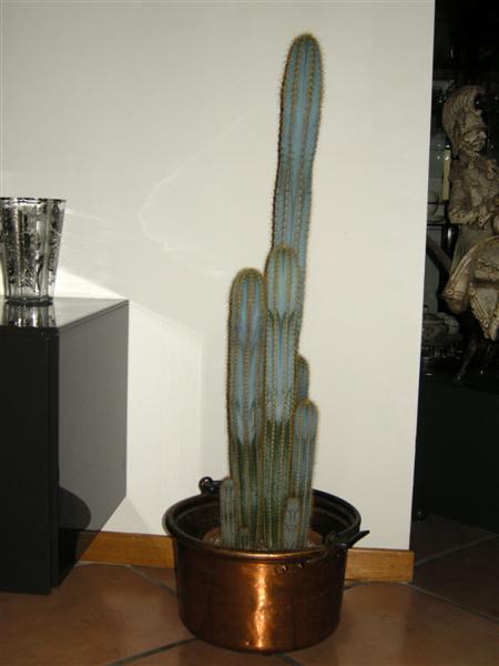 Cereus  