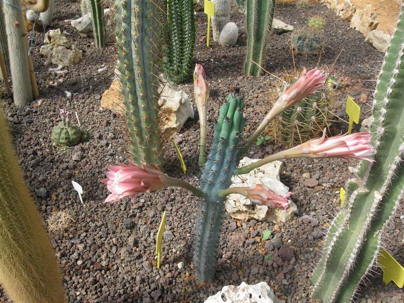 Cereus aethiops 