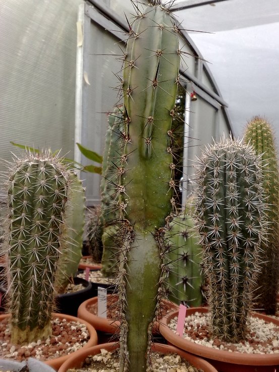 Cereus forbesii 