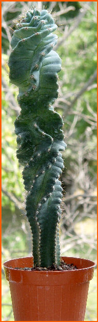 Cereus forbesii cv. otto 