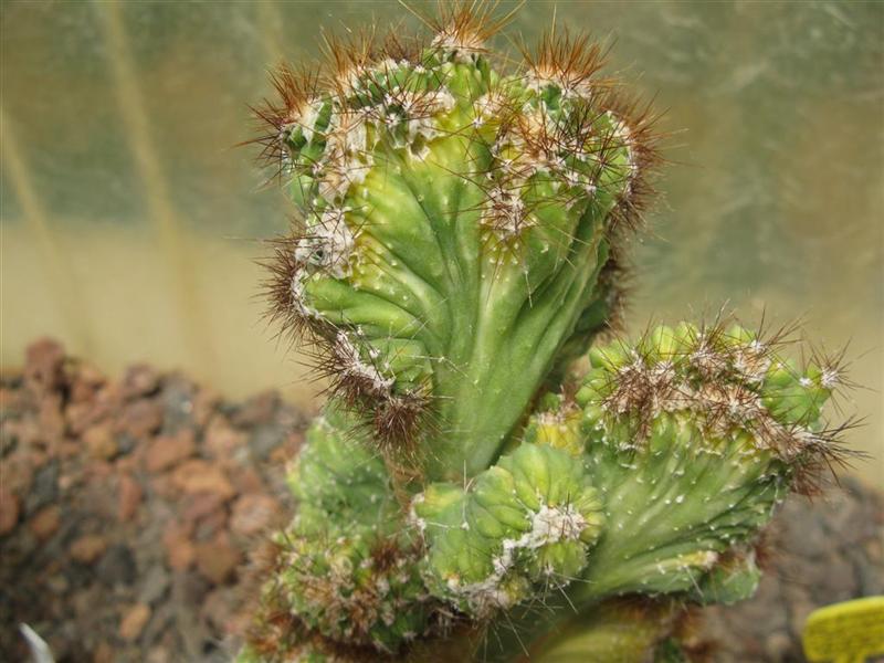 Cereus forbesii f. cristatus 