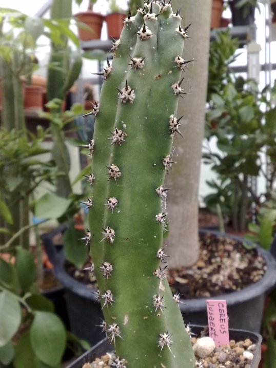 cereus jusbertii 