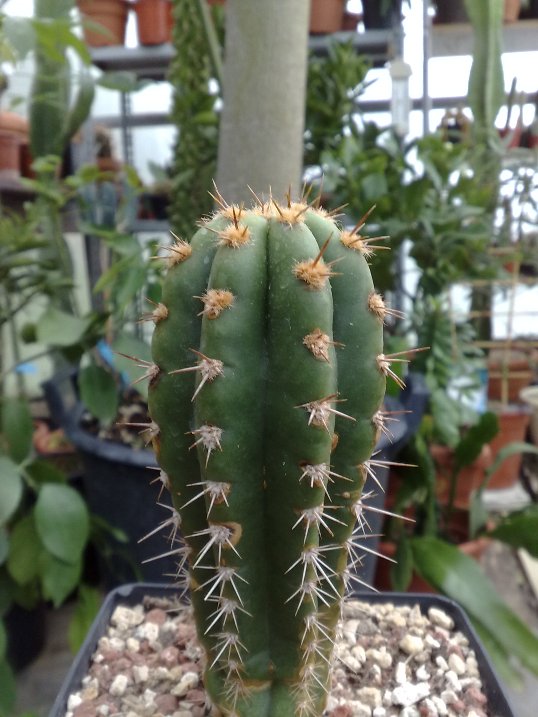 cereus lamprospermus ssp. colosseus