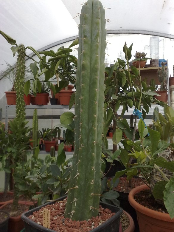 Trichocereus pachanoi 