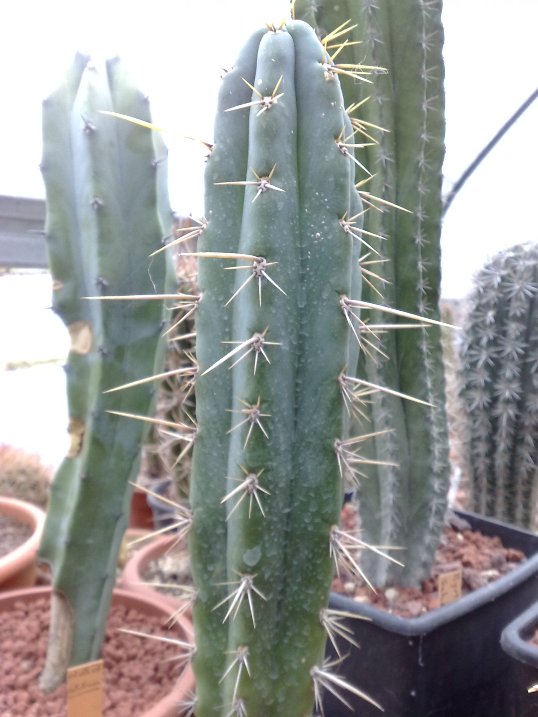 cereus peruvianus 