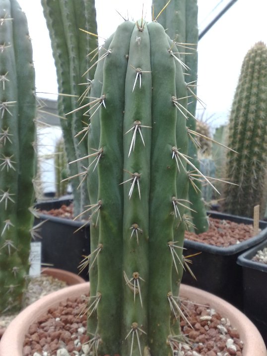 Cereus peruvianus 