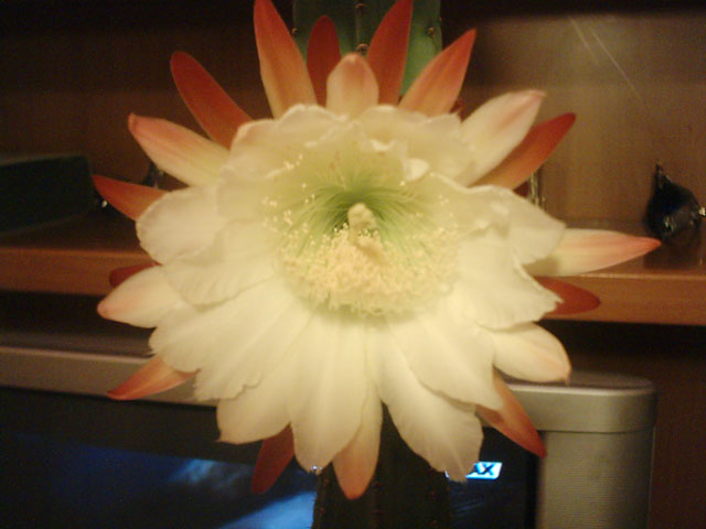 Cereus jamacaru 