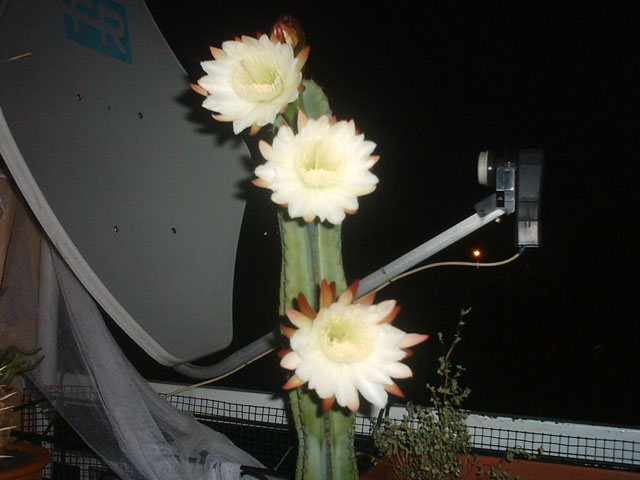 Cereus jamacaru 