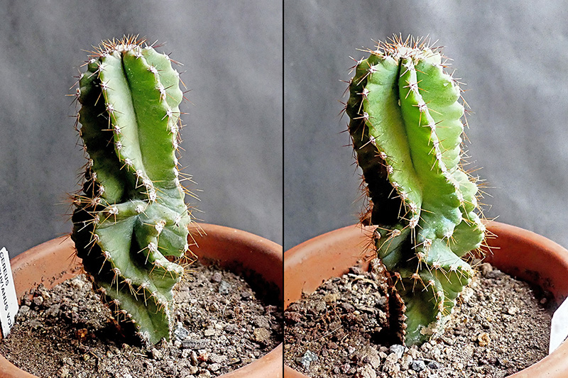 Cereus forbesii cv. spiralis 