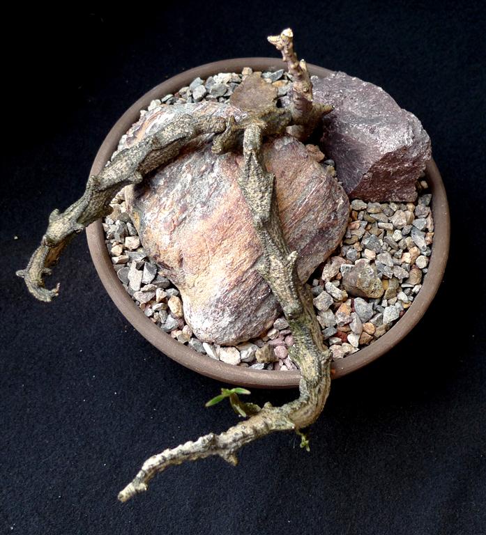 Ceropegia bosseri 