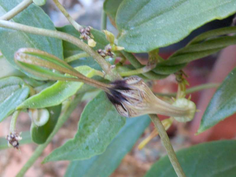 Ceropegia barklyi 