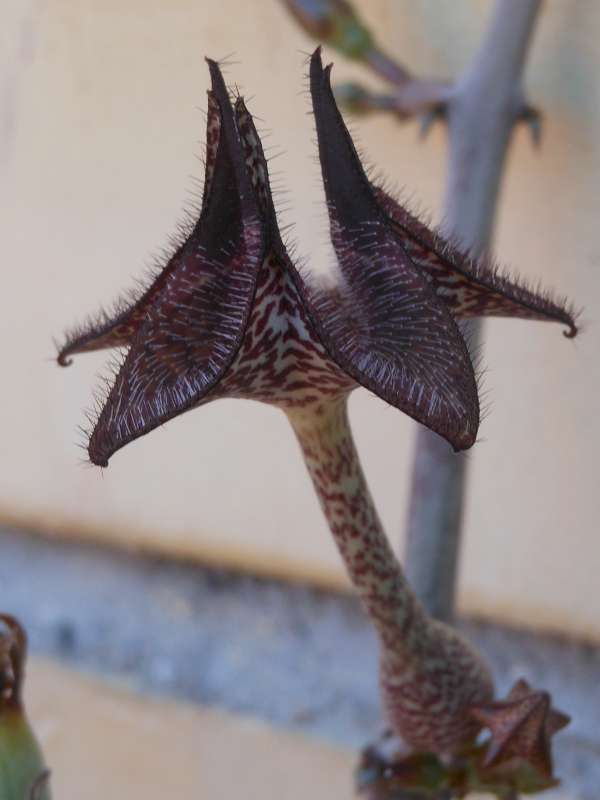 Ceropegia cimiciodora 