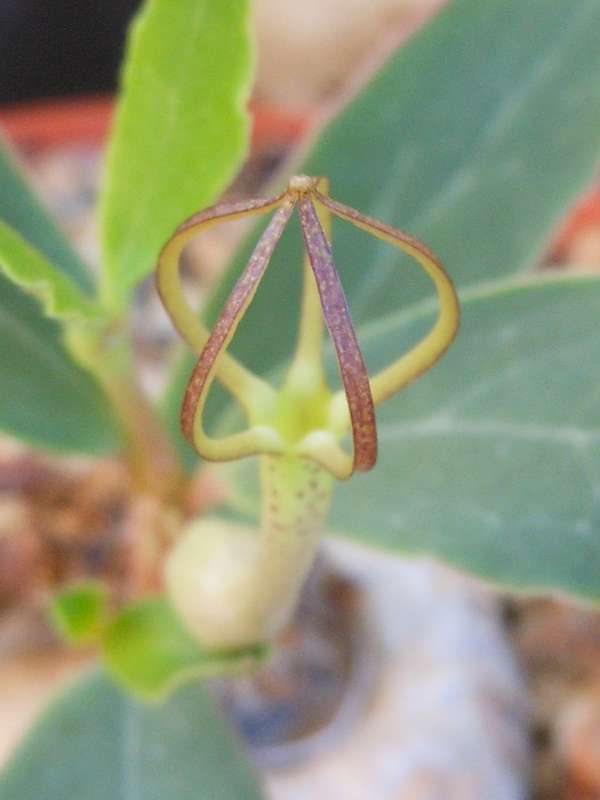 Ceropegia conrathii 