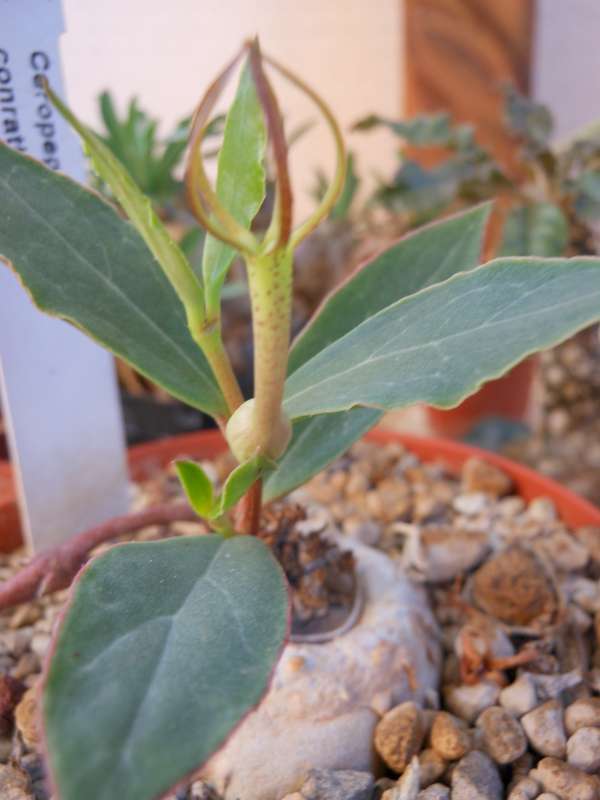 Ceropegia conrathii 