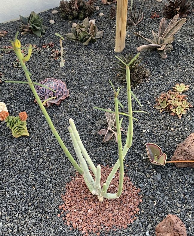 Ceropegia dichotoma 