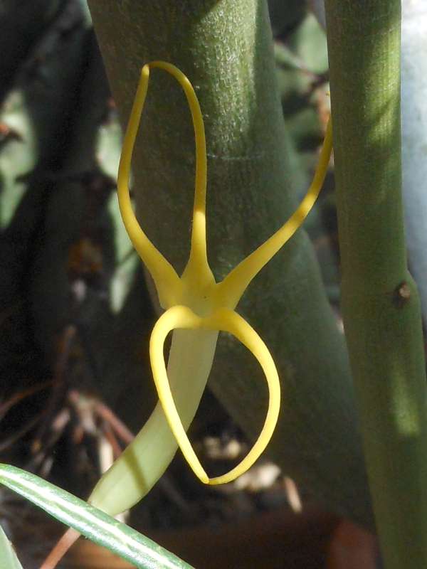 Ceropegia dichotoma 