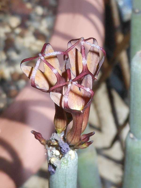 Ceropegia fusca 