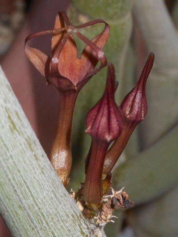 Ceropegia fusca 