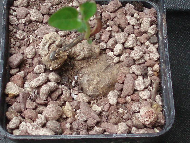 Ceropegia papillata 