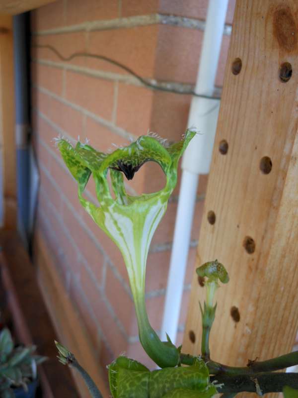 ceropegia sandersonii