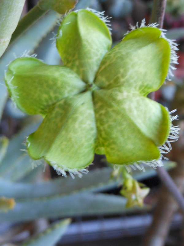 Ceropegia sandersonii 