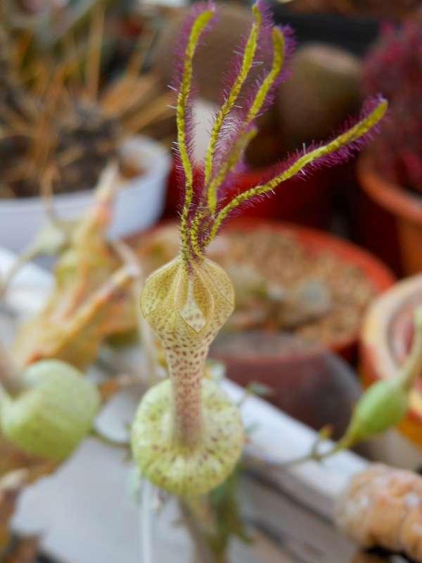 ceropegia simoneae f. verrucosa