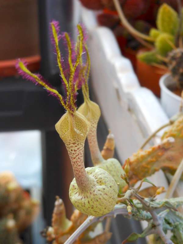 Ceropegia simoneae f. verrucosa 