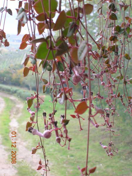 Ceropegia woodii 