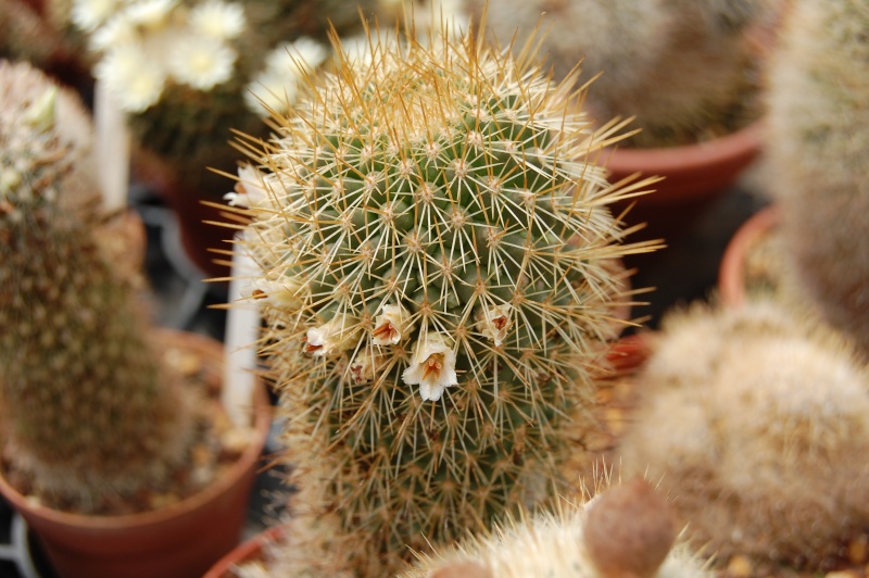 Mammillaria cerralboa 