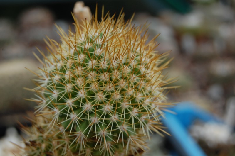 Mammillaria cerralboa 