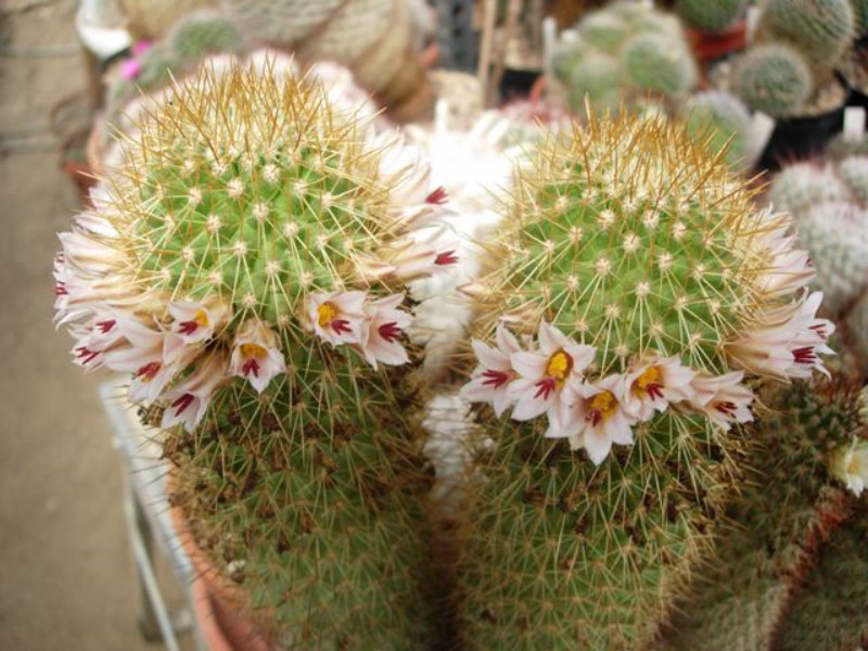 Mammillaria cerralboa 