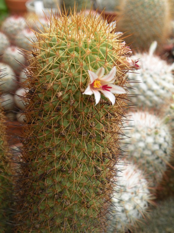 Mammillaria cerralboa 