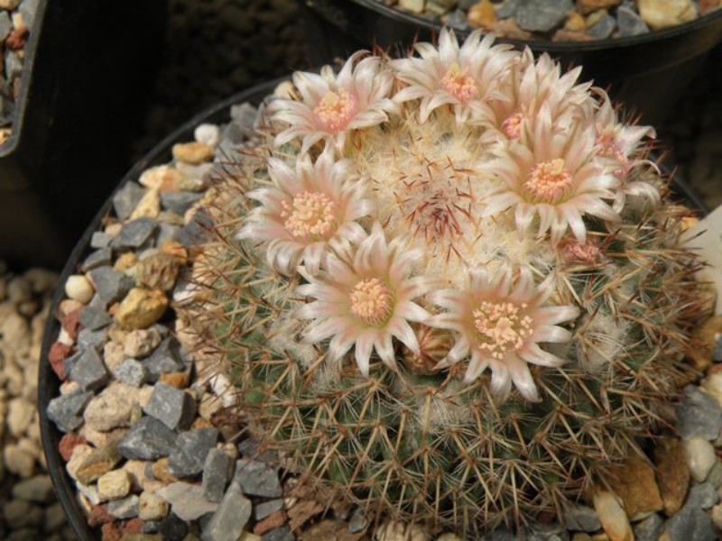 Mammillaria caerulea 