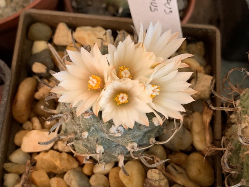 Turbinicarpus schmiedickeanus ssp. klinkerianus 