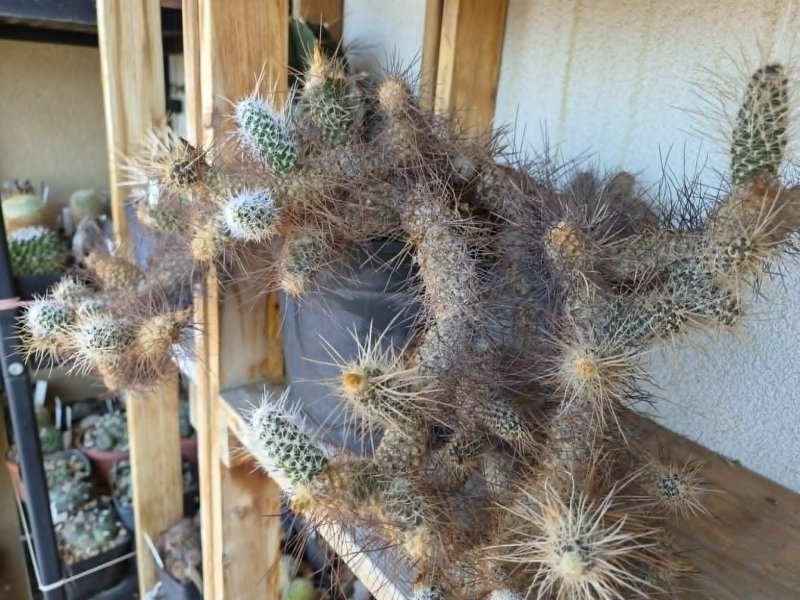 Tephrocactus weberi 