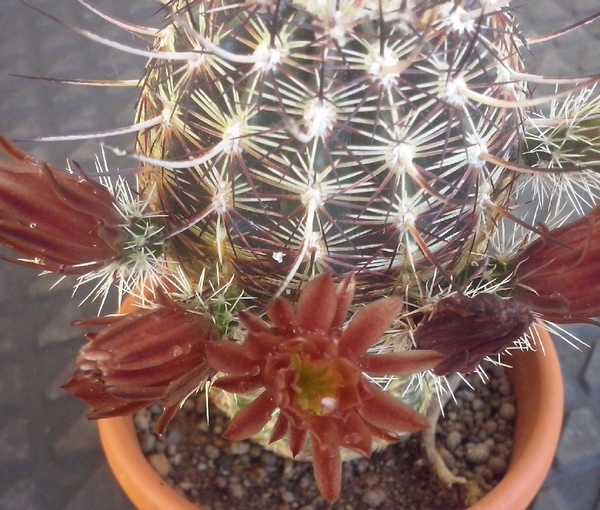 Echinocereus chloranthus 