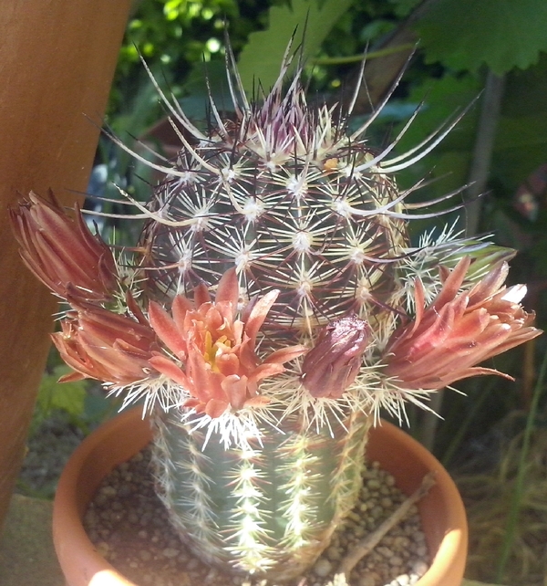 Echinocereus chloranthus 