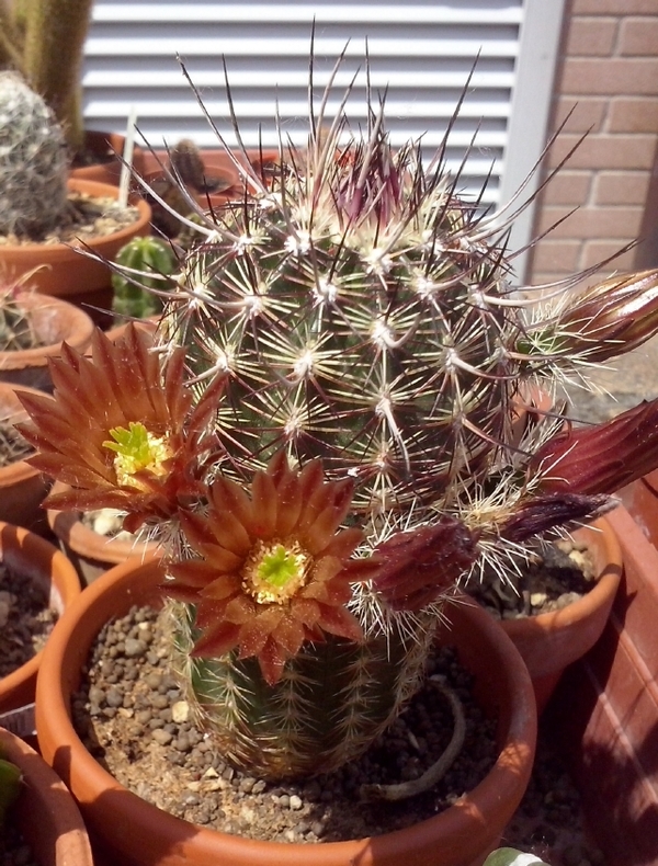 Echinocereus chloranthus 