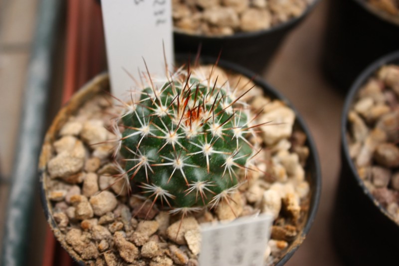 Mammillaria chaletii JMC 5232