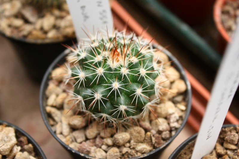 Mammillaria chaletii PN 551